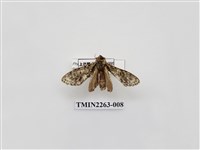 藏品(夙舟蛾屬)的圖片